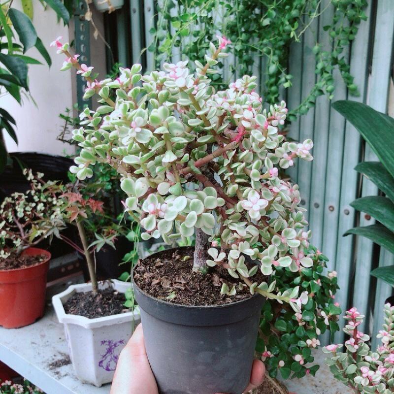 Cành Vàng Lá Ngọc Cổ Thụ