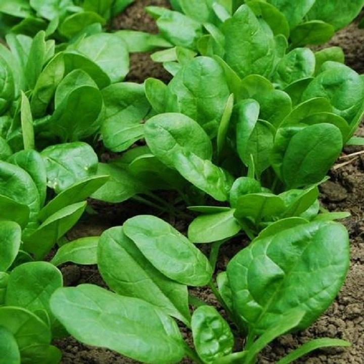 Gói 20g Hạt giống rau cải bó xôi chịu nhiệt - Rau chân vịt chịu nhiệt.
