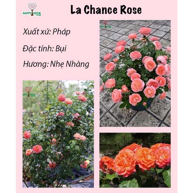 Cây hoa hồng ngoại La Chance đẹp từ sự tinh tế nhẹ nhàng