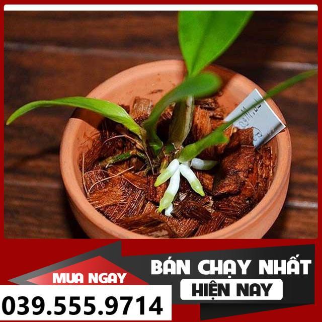 GIÁ THỂ VỎ DỪA KHÔ TRỒNG LAN - ĐÃ QUA XỬ LÝ