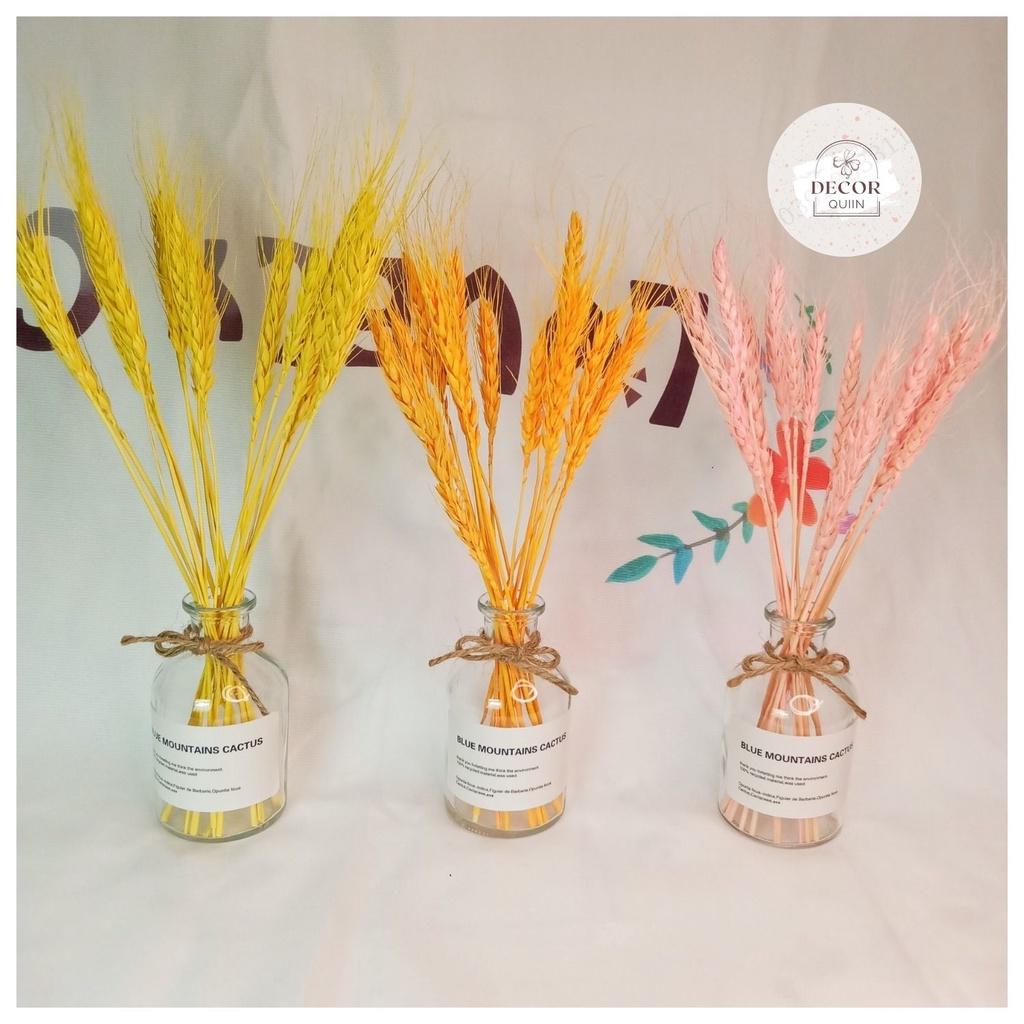 Lọ hoa để bàn️lúa mạch khô15 bông hoa khô trang trí quán cafe decor decor phòng quán trà sữa trang trí shop thời trang