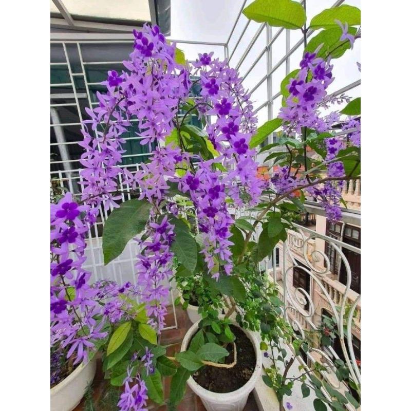 CÂY GIỐNG HOA MAI XANH THÁI