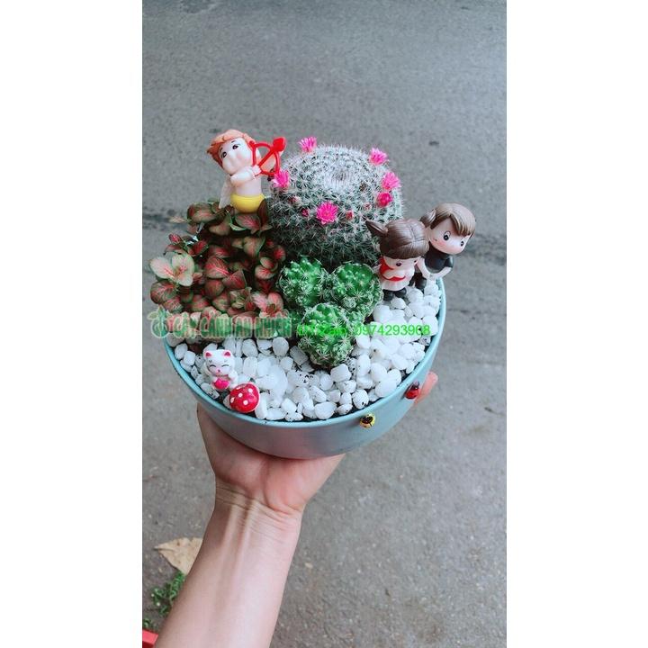 Chậu Cây Xương Rồng Tiểu Cảnh