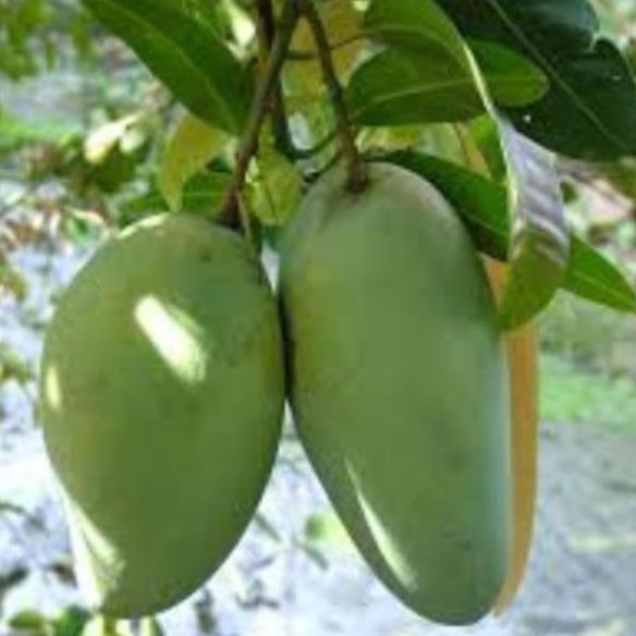 Cây Giống Xoài Tứ Quý, Ra Quả Quanh Năm, Cao 1m