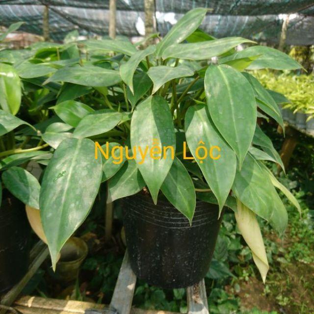 Cây trầu bà tỷ phú