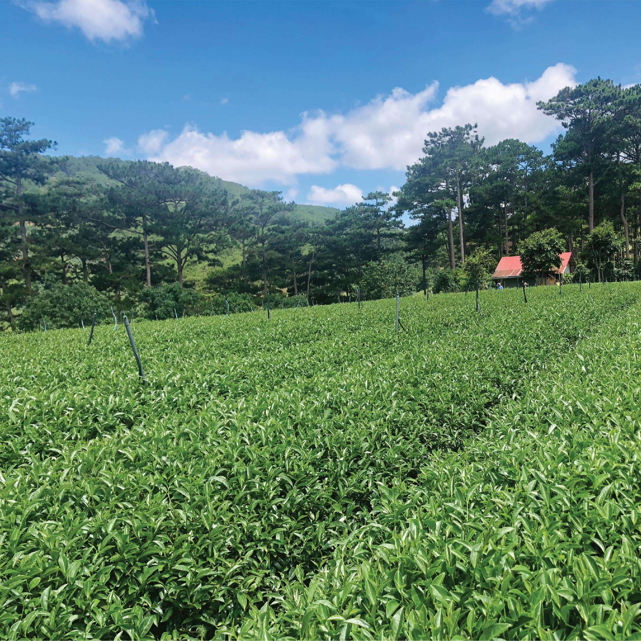 Hộp Quà Sức Khoẻ DalatFarm (Trà Oolong - Trà Sen - Cà Phê Arabica)