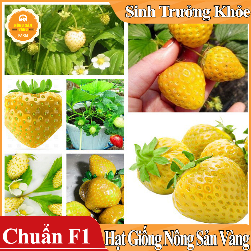 Hạt giống Dâu Tây Vàng ( Gói 30 Hạt ) - Nông Sản Vàng