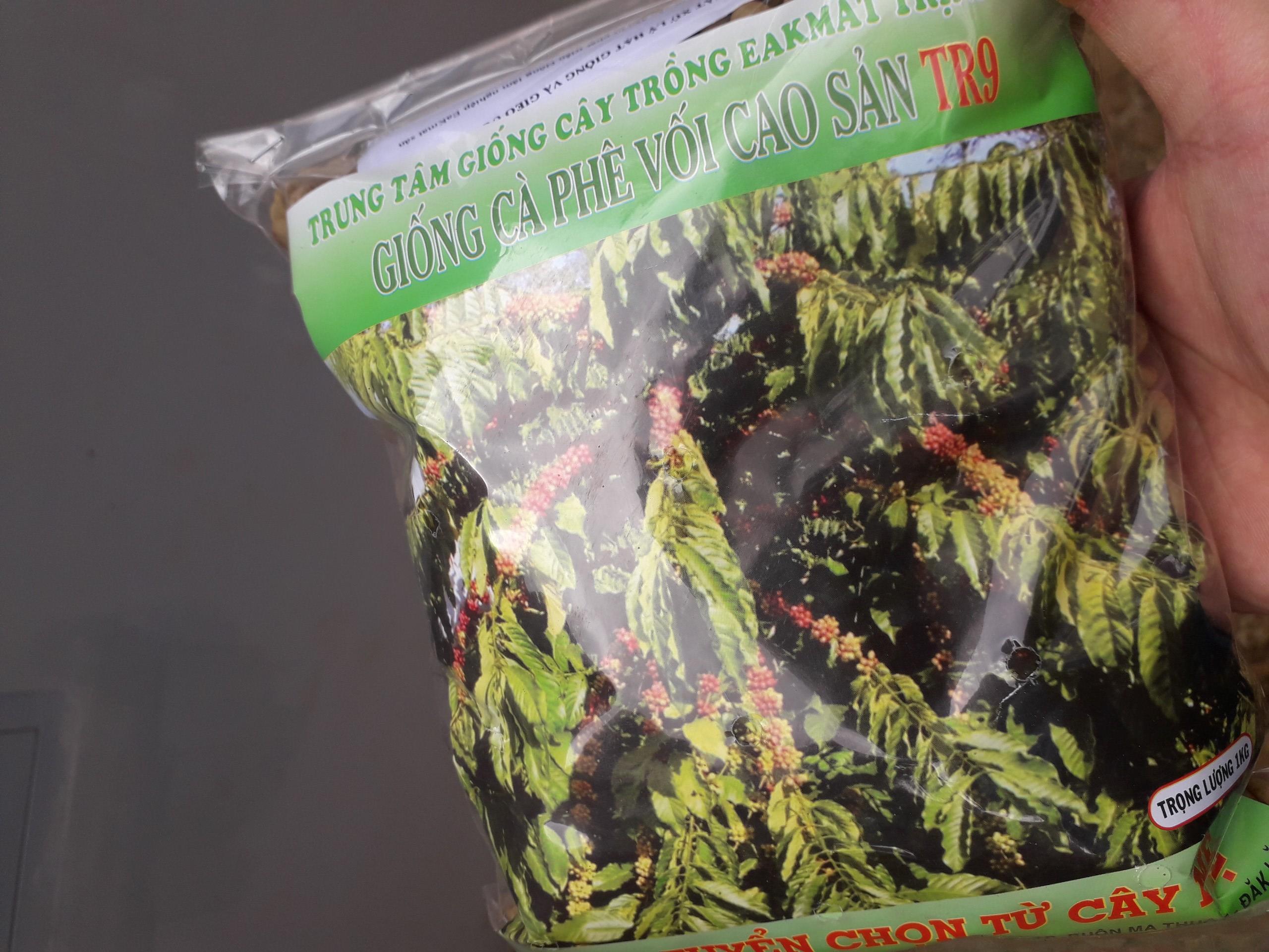 200 GRAM HẠT GIỐNG CÀ PHÊ vối cao sản TR9 .