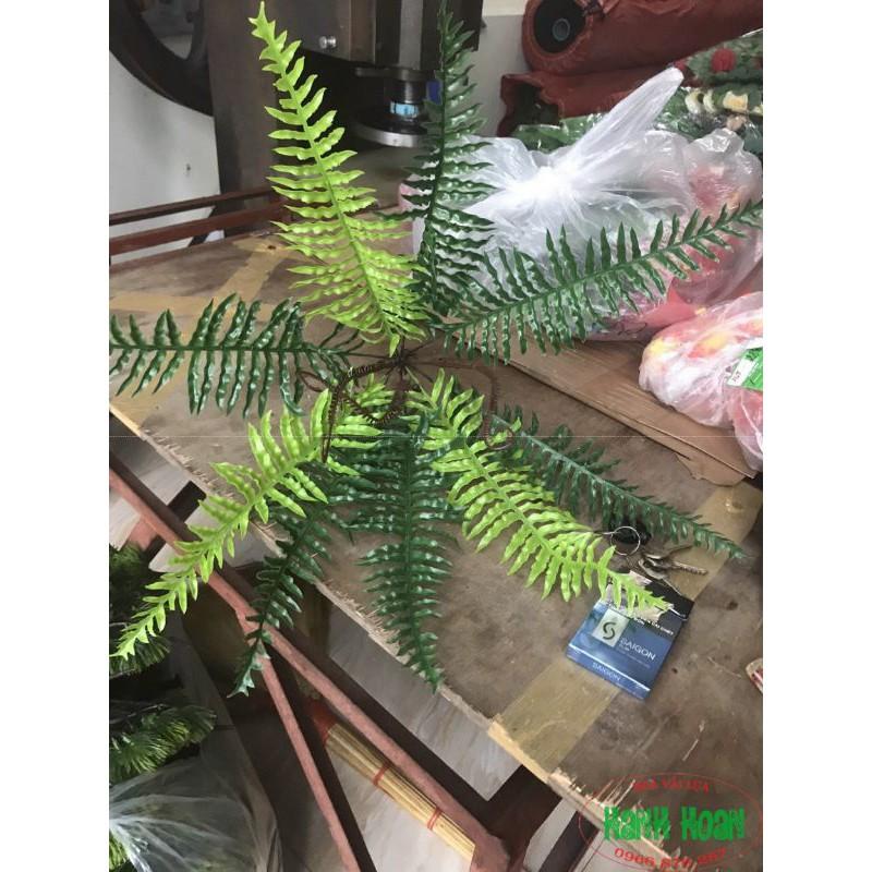 Cây dương xỉ nước các loại- Dương xỉ nhựa cao cấp