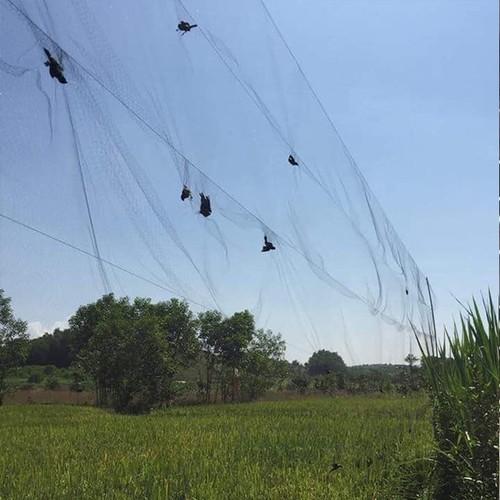 Lưới bẫy chim chào mào, Lưới bẫy chim chào mào được thắt 1 đường chống gió với khoảng cách 50cm