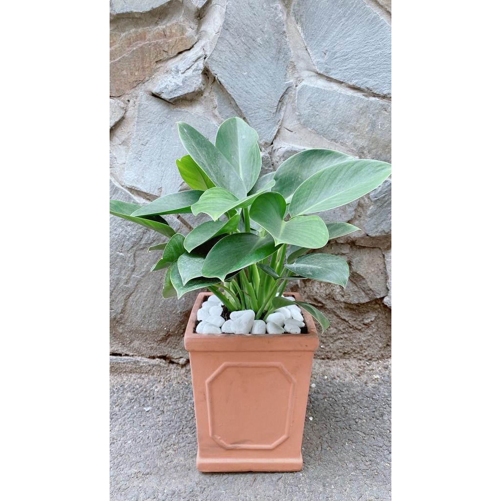 Chậu Trầu Bà Đế Vương Xanh