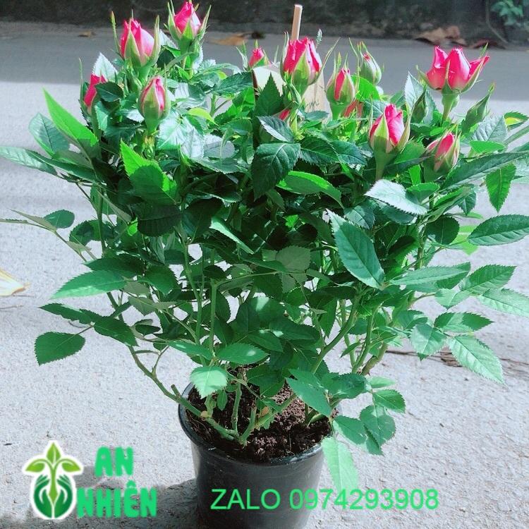 Hoa Hồng Màu Hồng