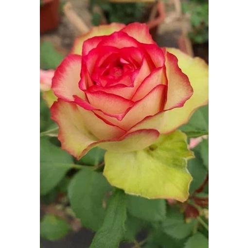 Hoa hồng color shell- bầu to cây lớn trưởng thành