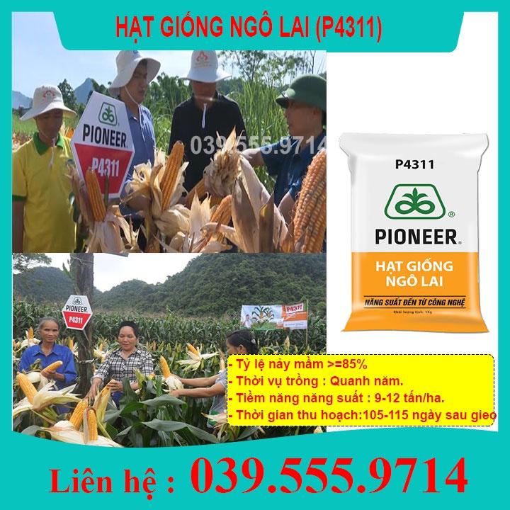 Hạt Giống Ngô Sinh Khối P4311 100gram- Năng Suất Cao