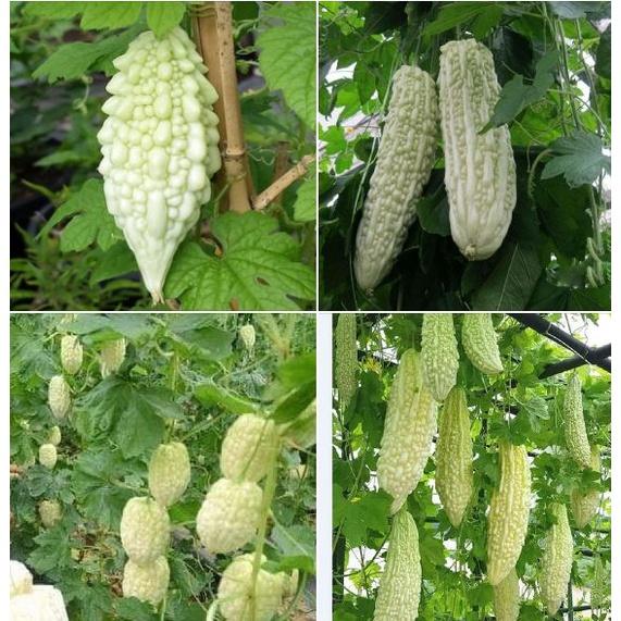 Hạt giống Khổ qua bạch tuyết-gói 5 hạt/tặng kèm gói phân bón lót