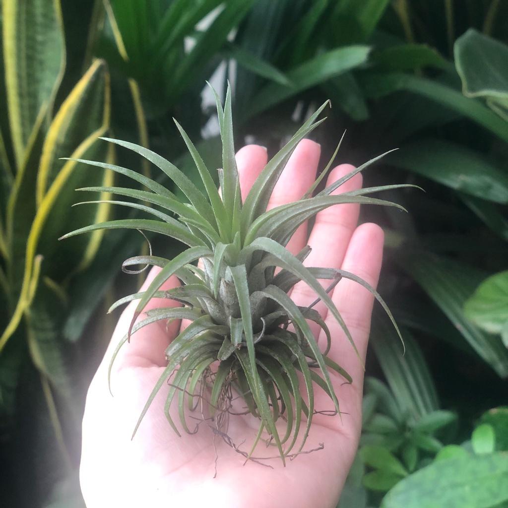 Cây Không Khí ( Tillandsia Usneoides )