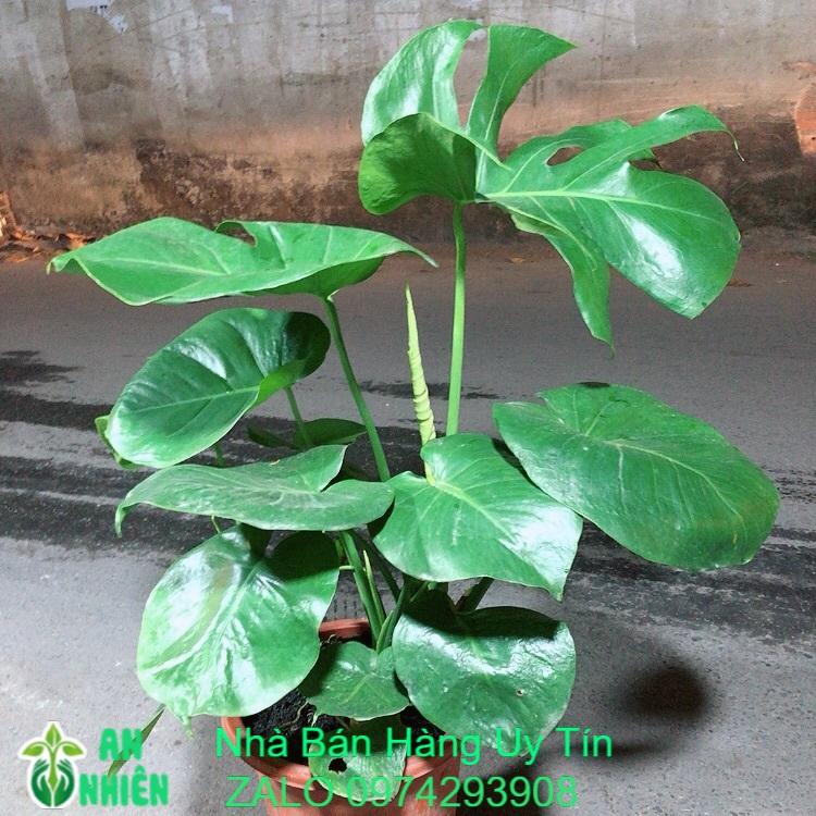 Cây Trầu Bà Lá Rách