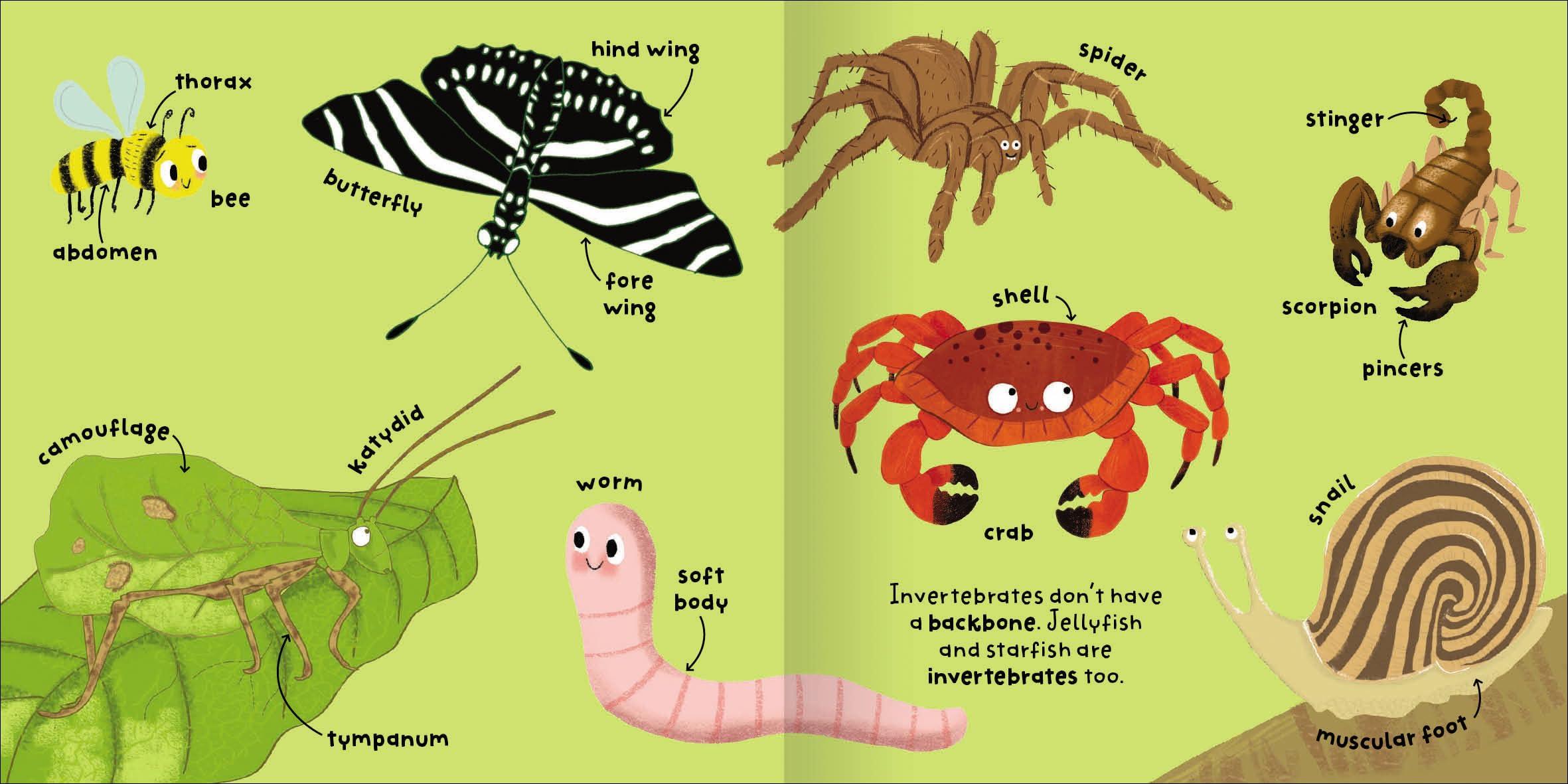 Sách ngoại văn: Big Words For Little Experts - Animals