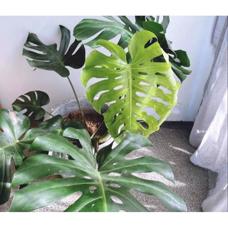 Cây Monstera Deli Giống Nhập Khẩu Từ Thái Lan