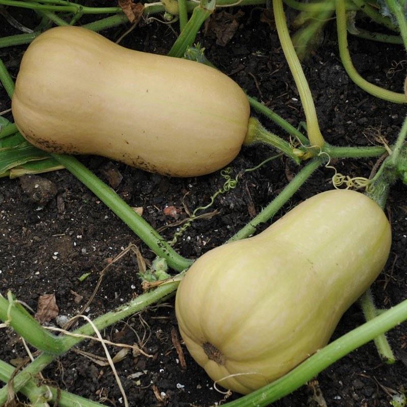 Hạt giống bí ngô mật butter F1 Đài Loan - Gói 2gram-tặng kèm gói phân bón lót