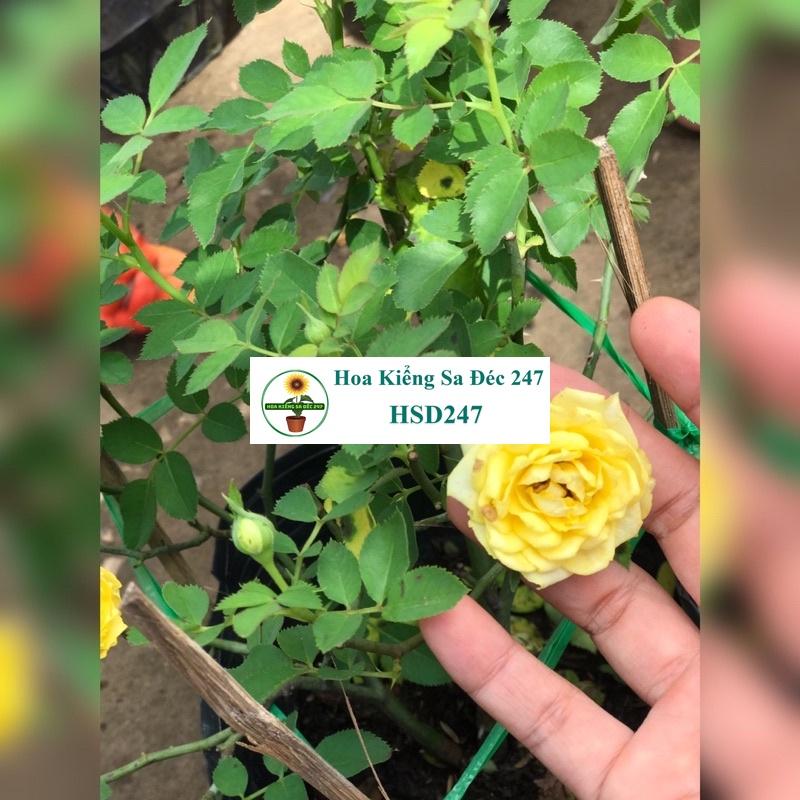 Hoa hồng trứng vàng nhỏ - Tặng phân bón