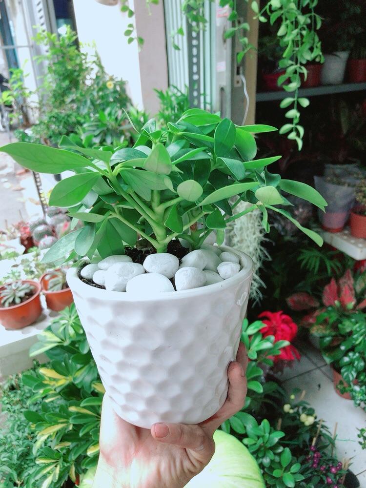 Chậu Cây Ngũ Gia Bì