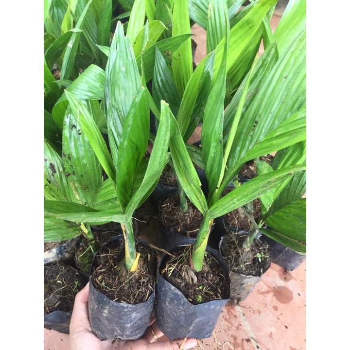 COMBO 10 CÂY GIỐNG CAU LÙN TỨ QUÝ