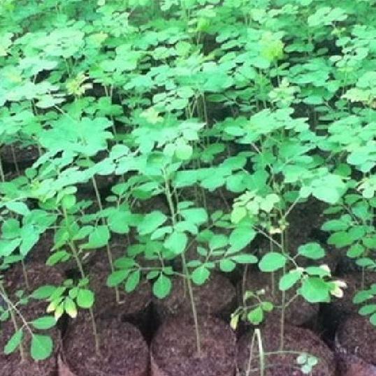Hạt Cây Giống Chùm Ngây F1-Gói 20 hạt/tặng kèm gói phân bón lót