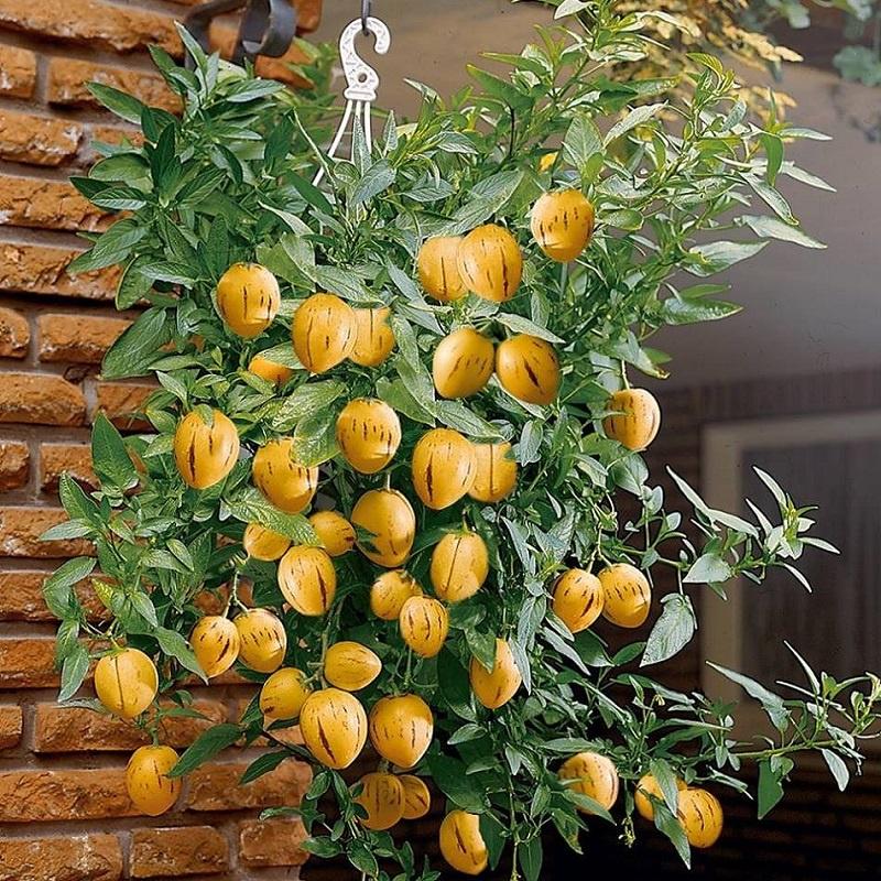 Hạt Giống Dưa Hấu Nam Phi Pepino F1 CT500- Gói 5 hạt