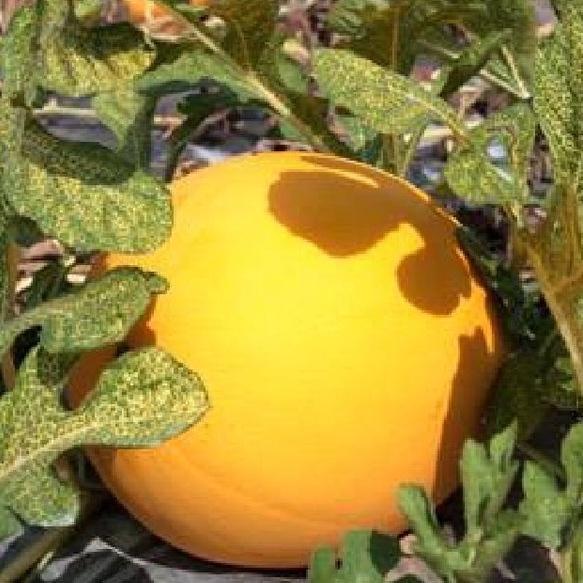 Combo 5 gói Hạt giống dưa hấu vỏ vàng ruột đỏ -gói 10 hạt - tặng kèm 1 gói phân bón