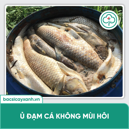 Men ủ cá thành phân đạm hữu cơ sinh học nhanh chống, không mùi hôi BS28 500ml NSX Bacsicayxanh