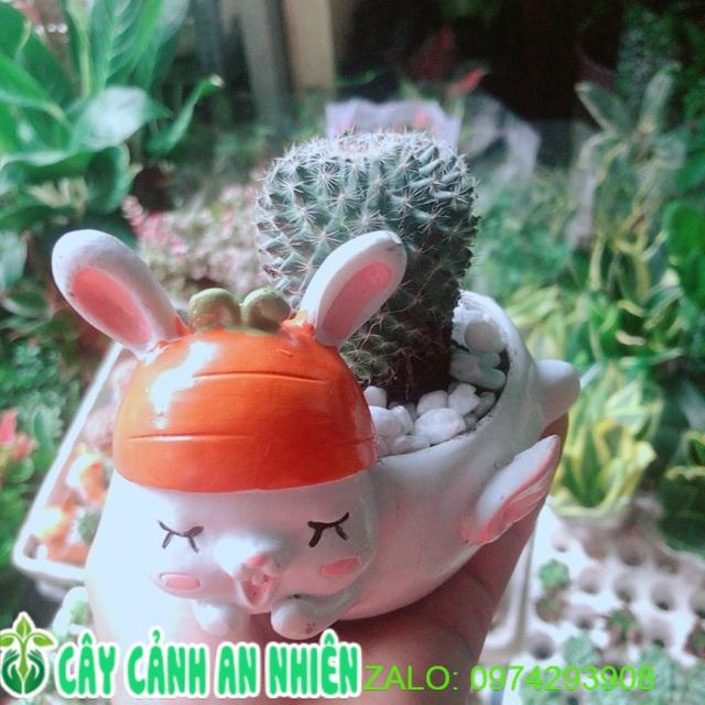 Chậu Cây Xương Rồng