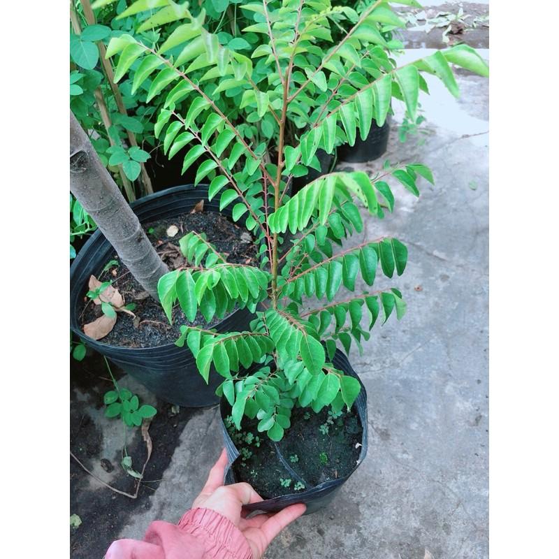 Cành Vàng Lá Ngọc Cổ Thụ