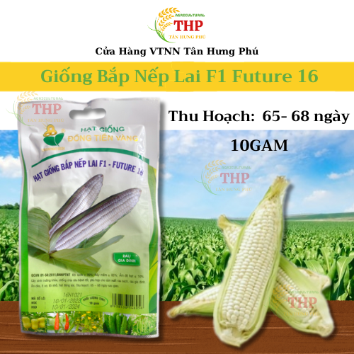 Hạt giống Bắp Nếp Lai F1 Future 16 | Hạt Giống | gói 10gram