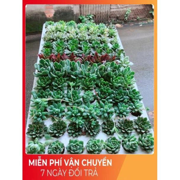 Combo 13 Cây Sen Đá Vỉ