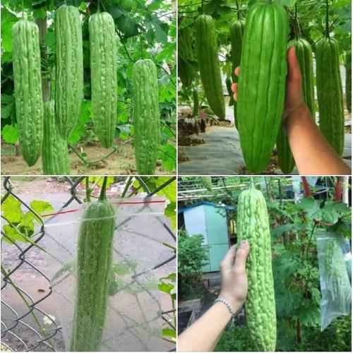 Hạt giống khổ qua khổng lồ Thái Lan - gói 5 hạt