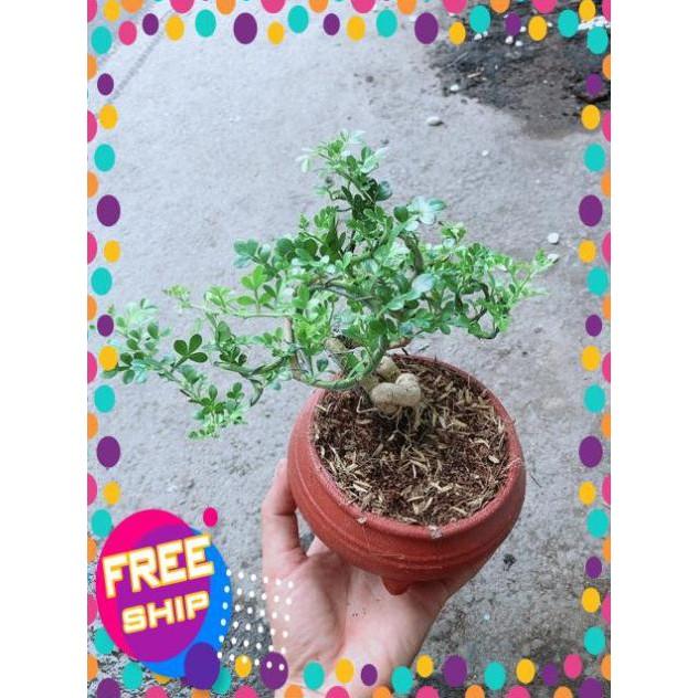 Chậu Cây Cần Thăng