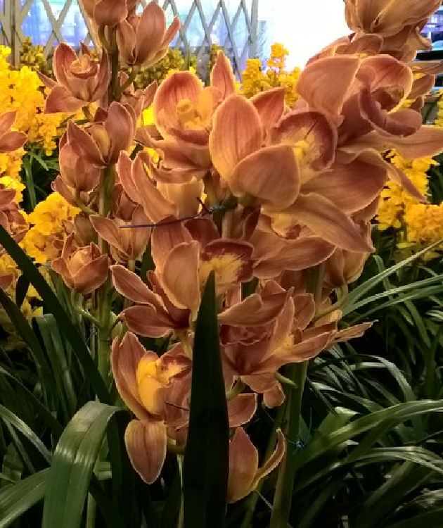 Combo 2 Củ  hoa địa lan santo hoa màu cam