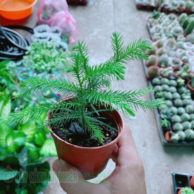 Chậu Tùng Bách Tán