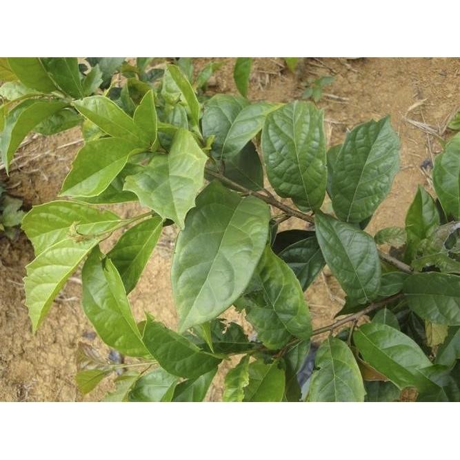 1kg xạ đen tươi sạch, cả thân và lá - cây nhà trồng