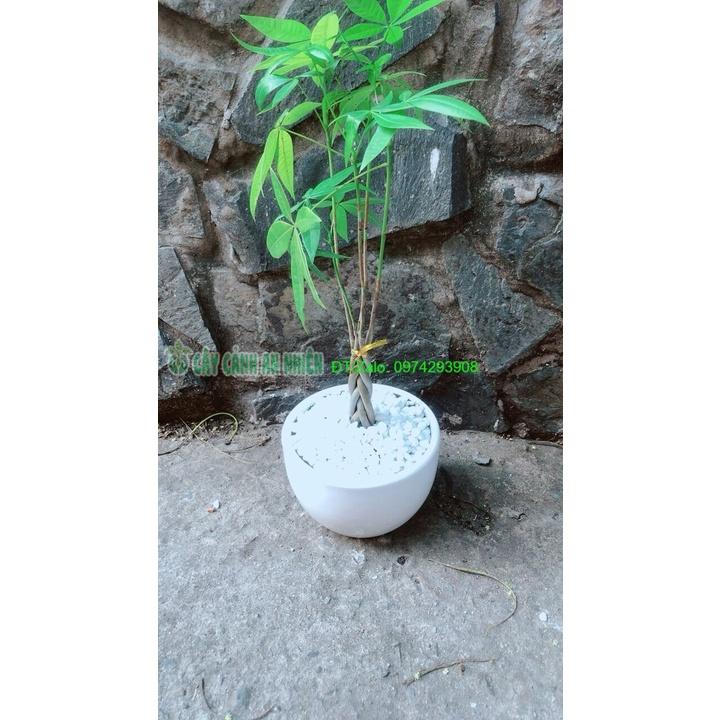 Chậu Cây Kim Ngân Thắt Bính