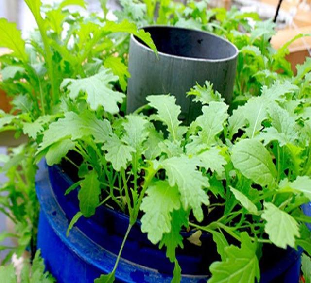 Hạt giống rau cải mèo gói 20gr