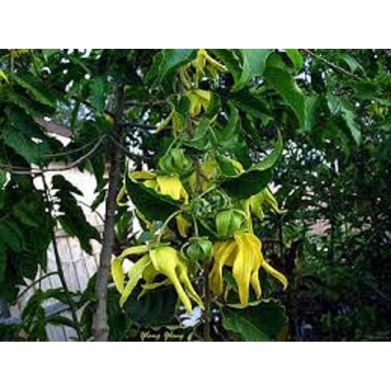 CÂY GIỐNG CÂY NGỌC LAN HOA VÀNG