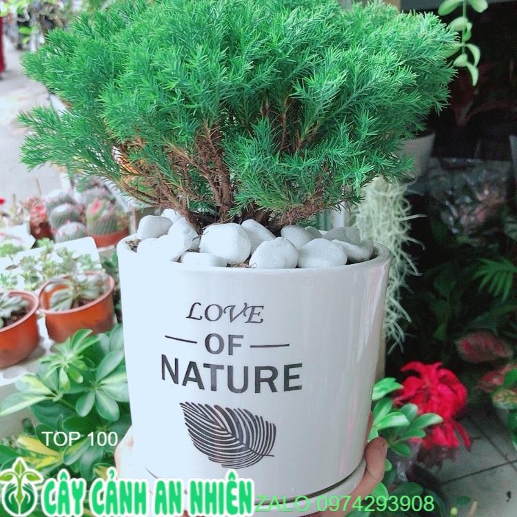 Chậu Cây Tùng Bồng Lai