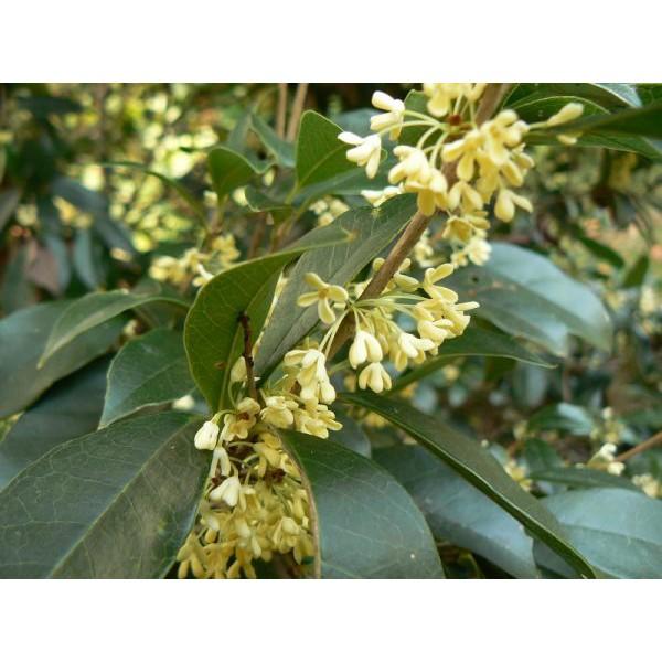 Cây hoa mộc hương ta hoa vàng cao từ 70-100cm đang có hoa thơm ngát