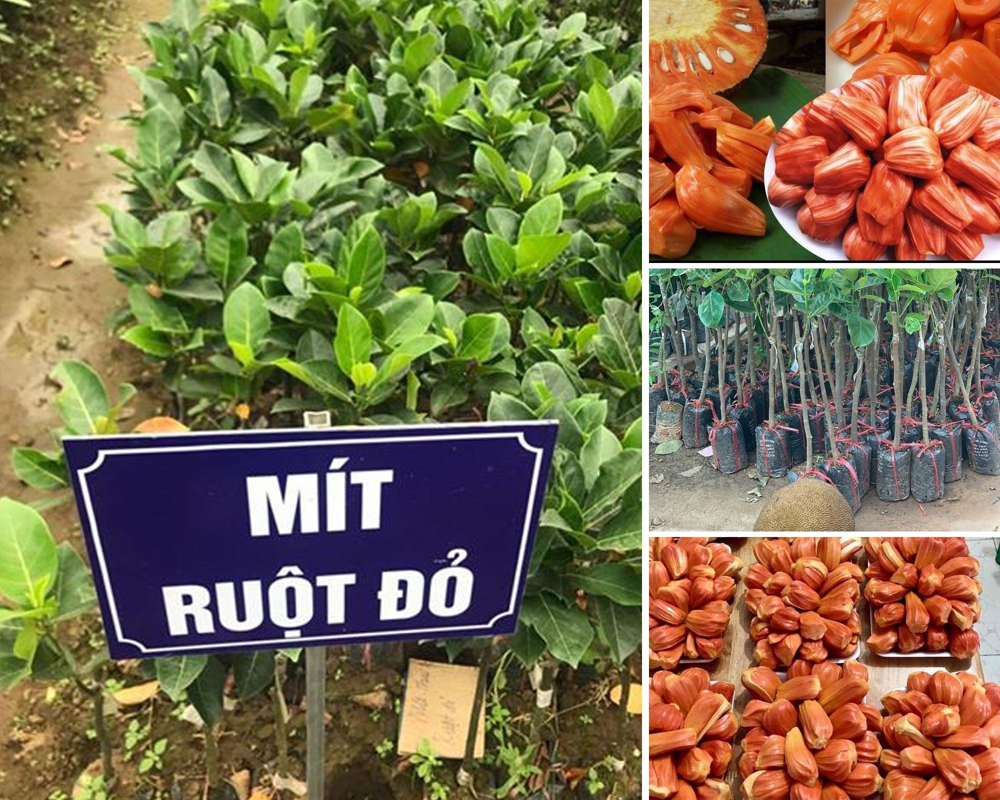 CÂY MÍT ĐỎ chuẩn giống, cây ghép cho quả sớm, giá trị kinh tế cực cao