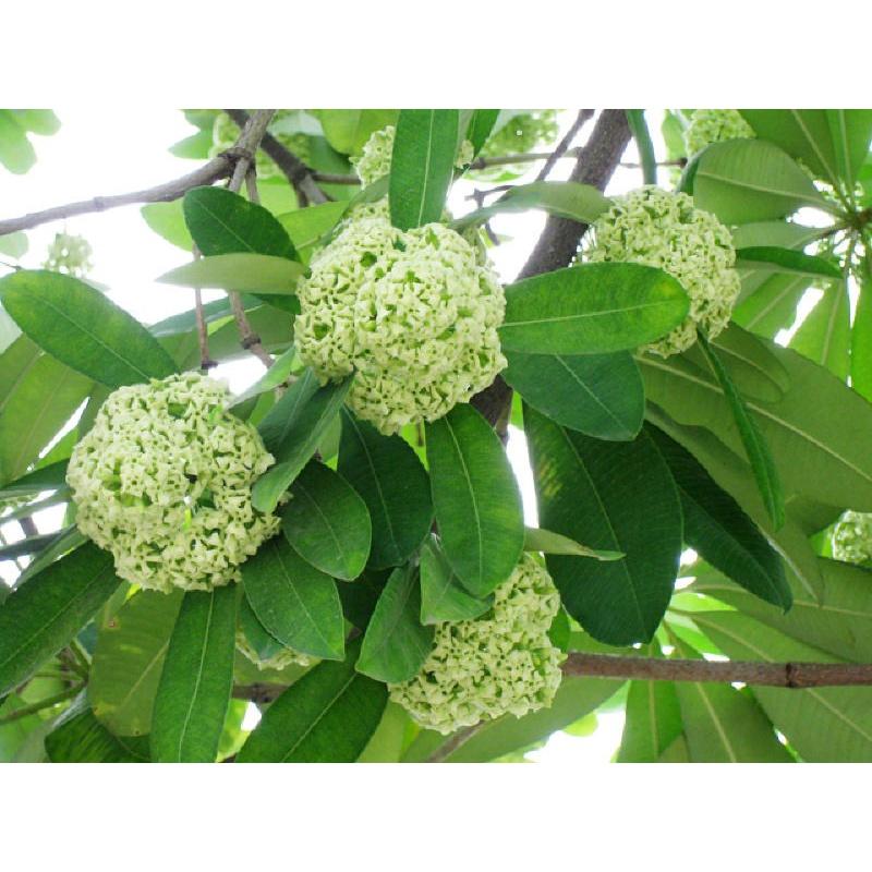 Cây Hoa Sữa Giống