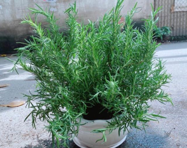 Chậu Hương Thảo Size Đại