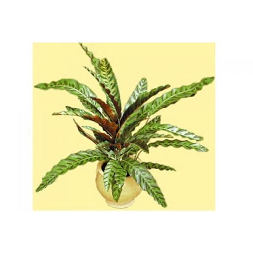 CHẬU ĐUÔI CÔNG LÁ DÀI, CÂY PHONG THỦY MANG LẠI TÀI LỘC CHO GIA CHỦ