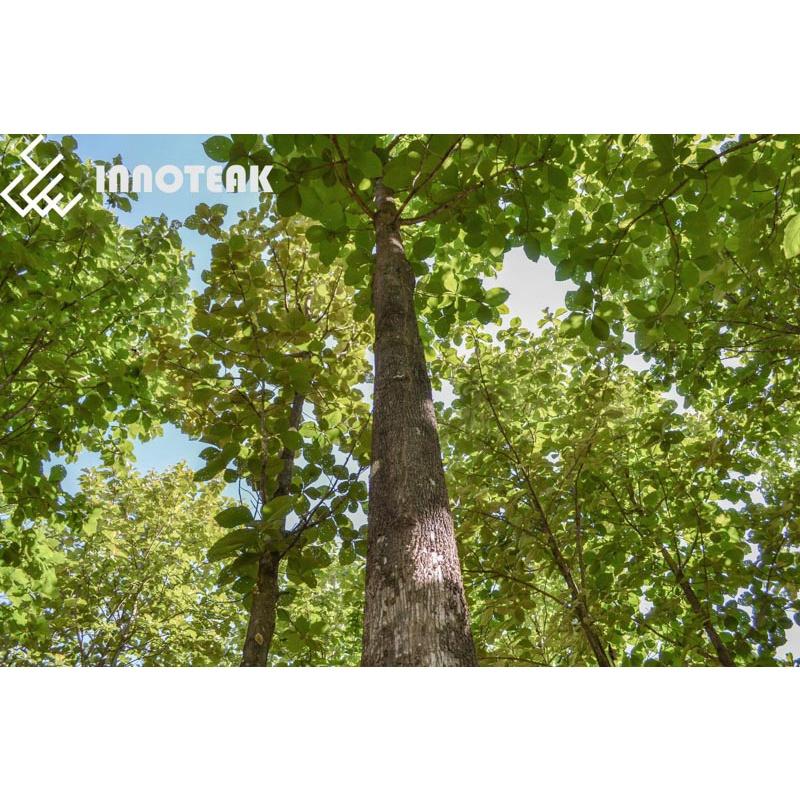 SẢN PHẨM: 800 GRAM HẠT GIỐNG CÂY HÔNG